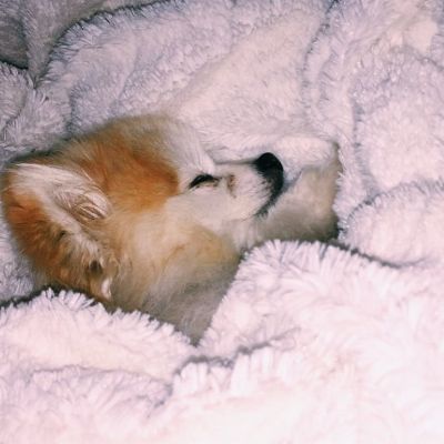 Picture of Kristina Russi's dog named bear